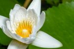 White Lotus Flower Stock Photo