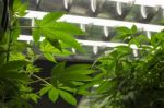 Medical Marijuana Growing Under Fluorescent Lamps Stock Photo