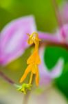 Flower Of Globba Winitii Or Mauve Dancing Girl Stock Photo