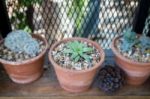 Vertical Garden Cactus Plant Pot In Summer Stock Photo