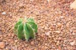 Cactus In Desert  For Background Or Wallpaper Stock Photo