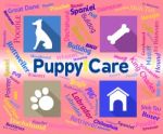 Puppy Care Shows Looking After And Canines Stock Photo