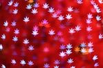 Maple Leaves Background Bokeh Stock Photo