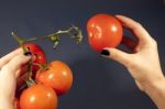 Pulling The Tomatoe Stock Photo