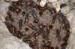 Nest Of Lesser Banded Hornet (vespa Affinis) Stock Photo
