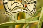 Swallowtails (papilio Machaon) Butterflies Mating Stock Photo
