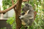 Koala By Itself In A Tree Stock Photo
