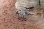 Baby Zebra, Sand And Rocks Stock Photo