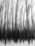 Vertical Black And White Motion Blur Trees Art Abstraction Backd Stock Photo