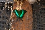Emerald Swallowtail Butterfly (papilio Palinurus) Stock Photo