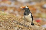 Asian Pied Starling Stock Photo