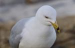 Isolated Image Of A Gull Looking For Food Stock Photo