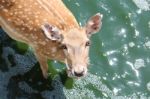 Wild Animal In Quiet Lake Stock Photo
