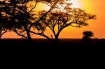 Sunset And Giraffe In Serengeti Stock Photo
