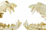Two Dogs Skulls With Open Mouths Stock Photo
