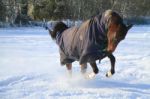 Pony In The Snow Stock Photo