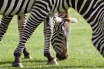 Beautiful Background With Two Zebras Stock Photo