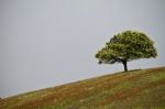 Lonely Tree In Hill Stock Photo