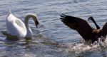 Isolated Photo Of The Amazing Fight Between The Canada Goose And The Swan Stock Photo