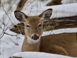 Beautiful Isolated Image With A Wild Deer In The Snowy Forest Stock Photo