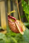
Nepenthes Ampullaria, A Carnivorous Plant Stock Photo