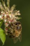 Honey Bee Collecting Nectar Stock Photo