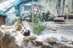 The Chinese Panda Stock Photo