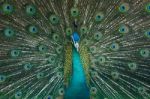 Peacock Is Showing Beautiful Feathers Stock Photo