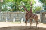 Giraffes In The Zoo Giraffes Wildlife Animals Together Stock Photo