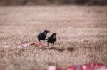 Black Crows Eating Carrion Stock Photo