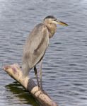 Photo Of A Great Blue Heron Standing On A Log Stock Photo