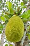 Jackfruit On The Tree Stock Photo