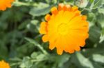 Yellow Calendula Stock Photo