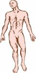 Gross Anatomy Male Standing Woodcut Stock Photo