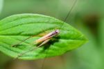 Brown Cricket (insect) Stock Photo