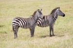 Zebras In Serengeti National Park Stock Photo