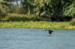 Cormorant Flying Along The Danube Delta Stock Photo