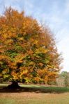 Ashdown Forest, Sussex/uk - October 29 : Beech Tree In The Groud Stock Photo