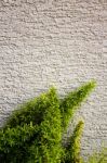Green Plant Growing On A Wall Stock Photo