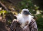 Black Vulture In City Zoo Stock Photo