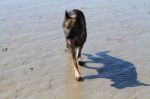 German Shepard Shadow On The Beach Stock Photo