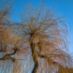 Golden Winter Evening Light Falling On Some Willow Trees Stock Photo