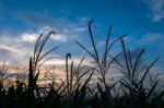 Silhouette Corn Field Meadow Farm And Blue Sky In Twilight Stock Photo