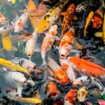 Colorful Carp Fish Stock Photo