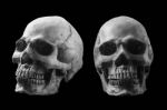 Skull With Black And White Image Stock Photo