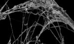 Cobweb Or Spider Web Isolated On Black Background In Ancient Tha Stock Photo