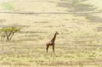Giraffe In Serengeti National Park Stock Photo