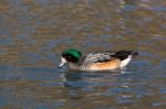 Chiloe Wigeon Anas Sibilatrix Stock Photo