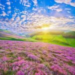 Colorful Hill Slope Covered By Violet Heather Flowers Stock Photo