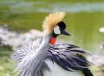 Beautiful East African Crowned Crane Close-up Stock Photo